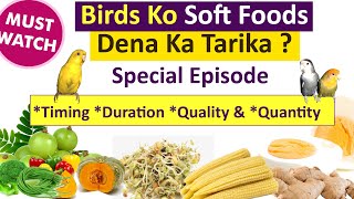 Birds Ko Soft Foods Dena Ka Tarika ? | *Timing *Duration *Quality & *Quantity. | Fresh Soft Foods. screenshot 2