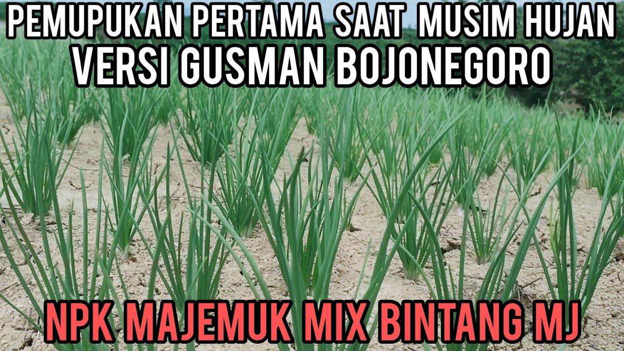 PEMUPUKAN PERTAMA SAAT MUSIM HUJAN VERSI GUSMAN BOJONEGORO