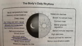 How To Optimize Your Circadian Rhythm