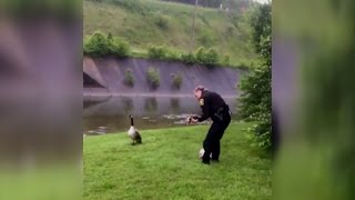 Mother Goose Asks Police Officer To Help Baby Tangled In Rope