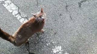 Korat cat can't let me go to work by Cat lover 249 views 1 year ago 2 minutes, 19 seconds