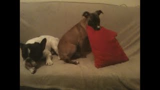 Pit bull and French bulldog preparing for bedtime :) by mbeslic 377 views 8 years ago 21 seconds