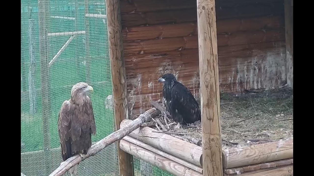 Les Aigles du Léman 2023 Nid1
