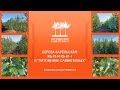 Береза карельская. Клоны КБ 81-1 и КБ 76 в "Питомнике Савватеевых"