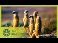 Namaqualand - Africa's Desert Garden - The Secrets of Nature