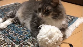 ぬいぐるみを可愛がる猫 ノルウェージャンフォレストキャットCat love stuffed animals.Norwegian Forest Cat.
