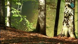 Grup Bedir - Dağlar Ağlasın