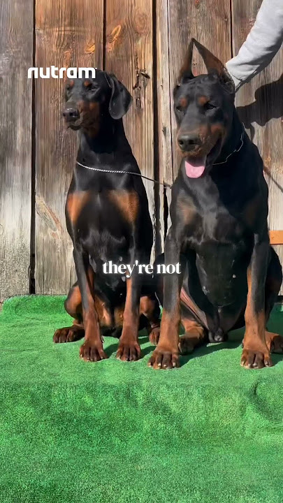 The Dark Side of Owning a Doberman #shorts