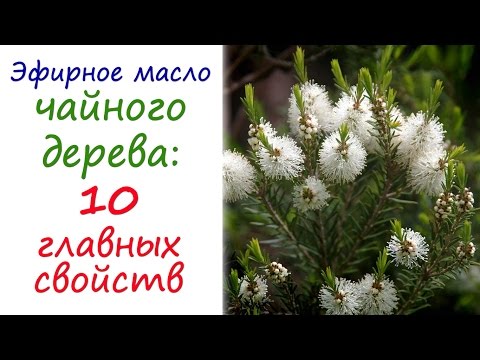 Масло чайного дерева: эфирное масло №1 в любой аптечке