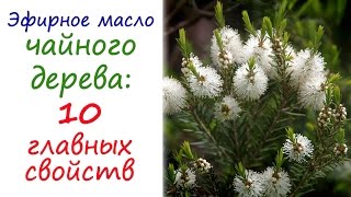 Масло чайного дерева: эфирное масло №1 в любой аптечке