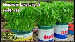 cara menanam kangkung hidroponik di ember | 20 hari panen |