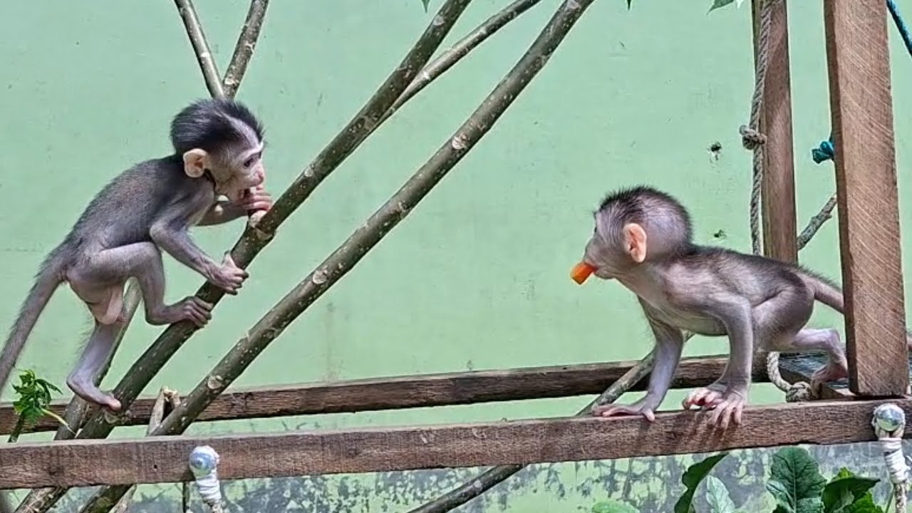 oh my god, it's so sweet 🥰😍the moment when Mochi shared papaya with Noah❤️,,,