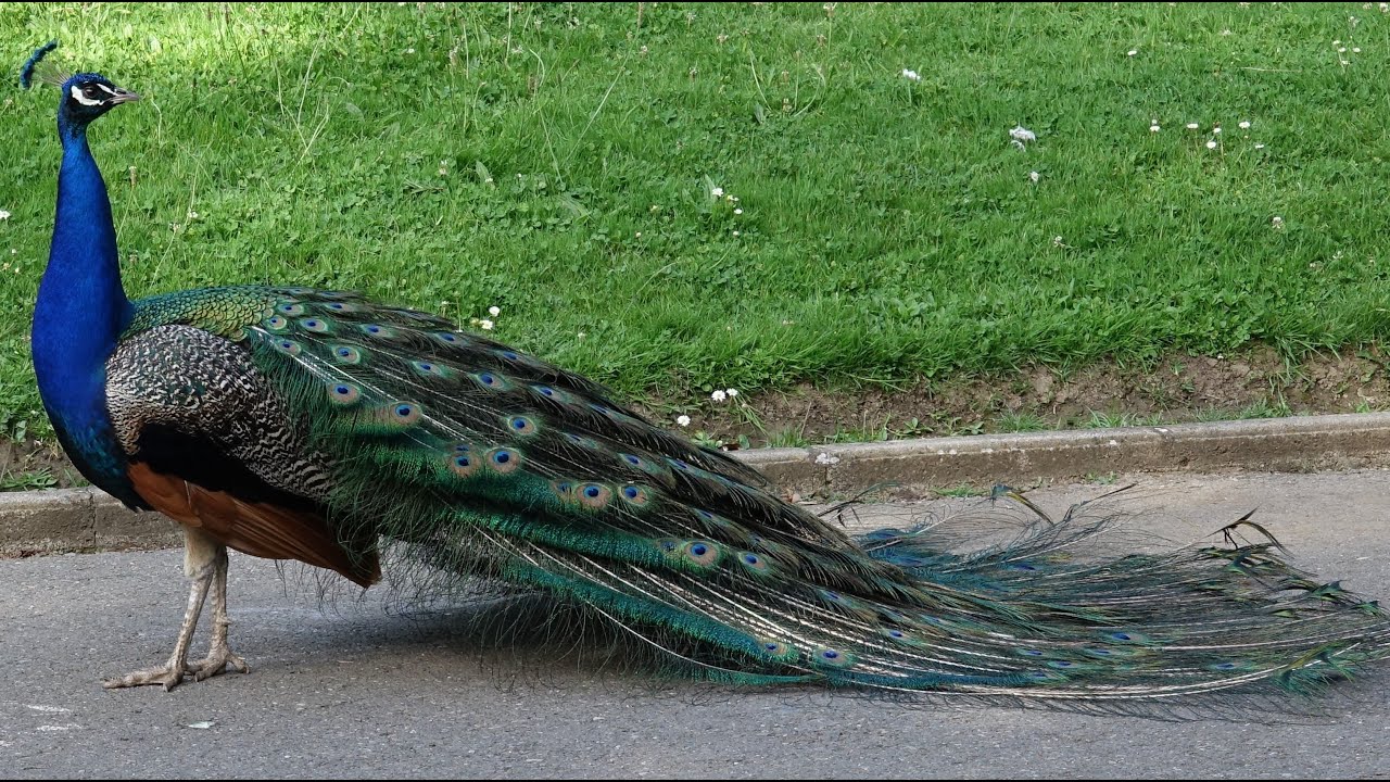 Parque Quevedo -  León