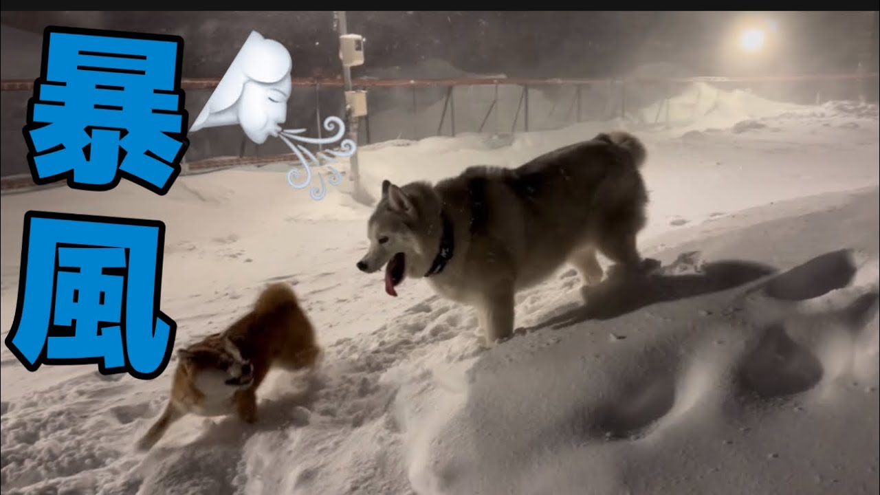 【緊急】暴風のドッグランでとんでもないことに…