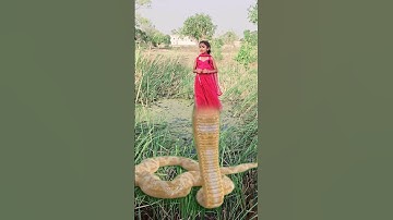 इच्छाधारी नागिन की कहा🐍🙏#shorts #youtubeshorts #snake #nagin #bhakti #mahadev #ytshorts #bholenath