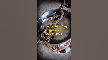 củ sâm rừng víp nhất đầu năm #sâm_ngọc_linh #sâm_ngọc_linh_rừng #sâm_lai_châu_rừng #sâm_lai_châu