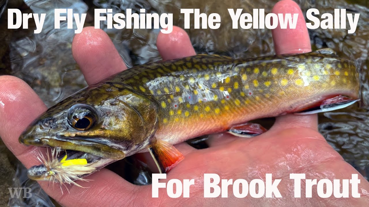 courtney walls fly fishing lures Cotton Cordell CD5581 Wally Diver Got A Worm : Sports & Outdoors Pay attention to the depth at which the kokanee are feeding and adjust your fishing setup accordingly Cotton Cordell Wally Diver Fishing