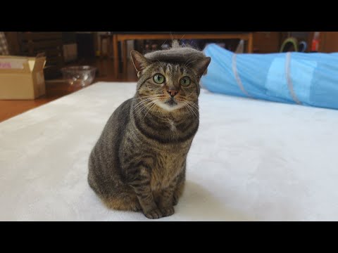 たくさん毛が抜けたねこと、ハイテンションな子ねこ。-Maru's fallen furs and excited Kitten Miri.-