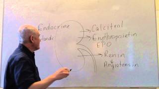Endocrine lesson 2, Endocrine glands and hormones