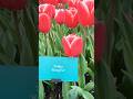 Kung Fu Tulip at Keukenhof Garden 🌷🥋 | Epic Nature &amp; Action Vibes#keukenhof#netherlands#tulip#europe