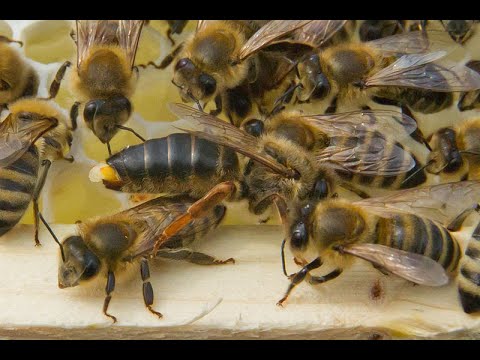 Wie oft paart sich die Bienenkönigin? (Paarungsbiologie der Bienen)