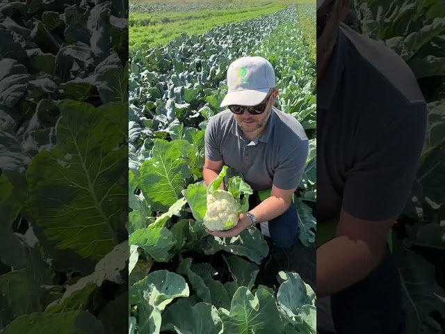 Капуста цвітна Софі рання продукція 55 днів