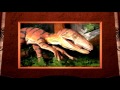 Deinonychus (HD) from 3-D Dinosaur Adventure MS-DOS/Packard Bell Version