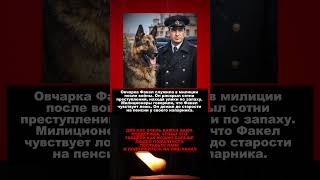Факел: Собака-ищейка советской милиции! #ссср #милиция #история