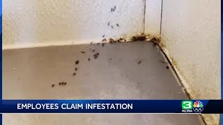 Sacramento El Pollo Loco workers say they were fired after complaining about roach infestation