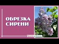 Обрезка сирени и формирование куста