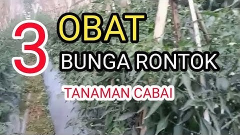 cara mengatasi bunga rontok pada tanaman cabai || obat buah cabai