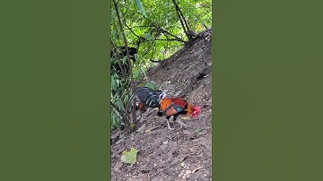 gà rừng số 1 gọi gà rừng mã vàng về cực nhanh.qaib qus khav theeb tiag tiag