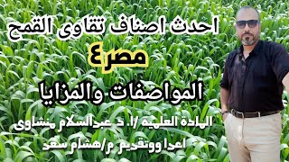 قمح مصر ٤ احدث اصناف القمح اهم المواصفات والمميزات