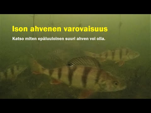 Ison ahvenen varovaisuus