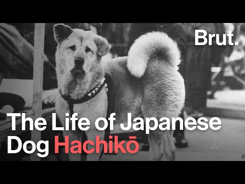 Video: Hachiko: a monument in Tokyo. Monuments to the dog Hachiko in Japan