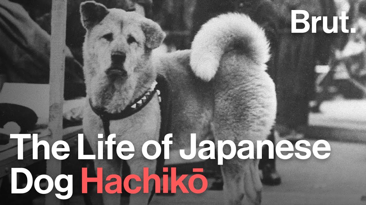 The Life of Japanese Dog Hachikō