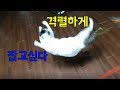 고양이 장난감을 향한 열정 (feat.격렬한 놀이)