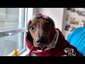 Mini dachshunds new beanie new channel announcement