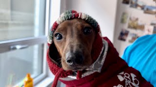 Mini dachshund's new beanie! (new channel announcement)