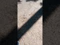 встретил ЛЕТАЮЩЕЕ #ЖИВОТНОЕ
