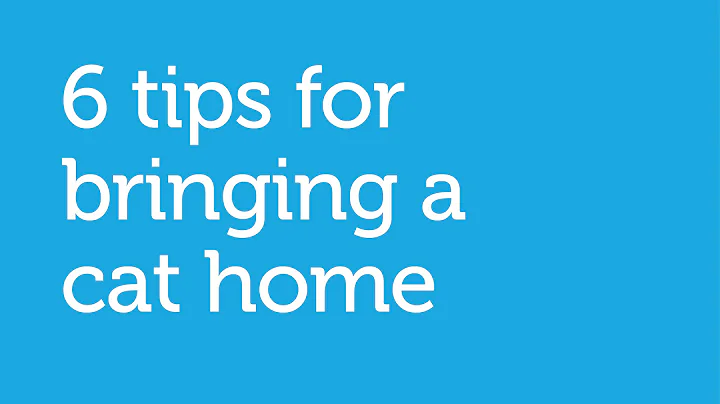 6 Tips for Bringing a New Cat Home (Petco)