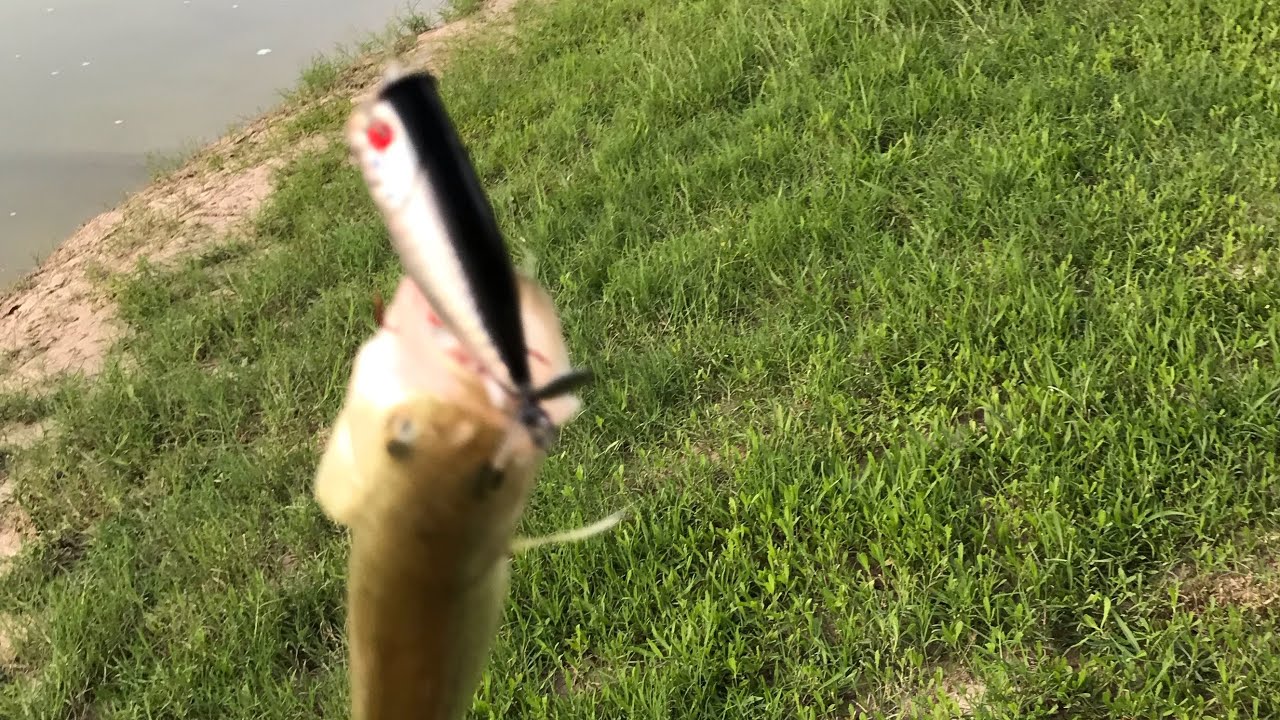 Fishing with Logix Baits!