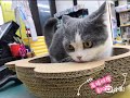 《免運》日本寵喵樂《貓耳朵碗型貓抓板》貓窩/貓跳台 SY-116『寵喵樂旗艦店』 product youtube thumbnail