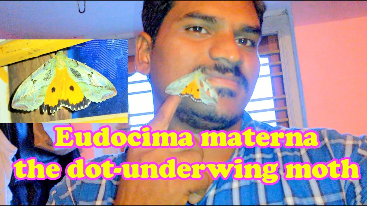 Eudocima materna | The Dot-Underwing Moth | Butterfly || Anand Nature World ||