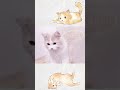 【にゃん日記】ep4 いたずら開始! :Watch as the mischief begins! #shorts #猫のいる暮らし #子猫 #catvideos #cutekitten