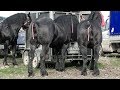 Cai de vanzare 2018 cai de rasa frumosi