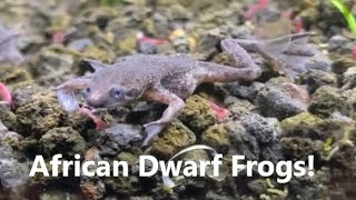 African Dwarf Frogs Care Guide