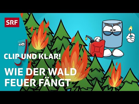 How does a forest fire start? | SRF Kids – Clip and clear! | Explained for children