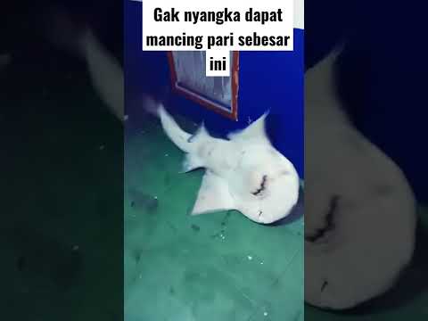 Video: Apakah hiu shovelnose berbahaya?