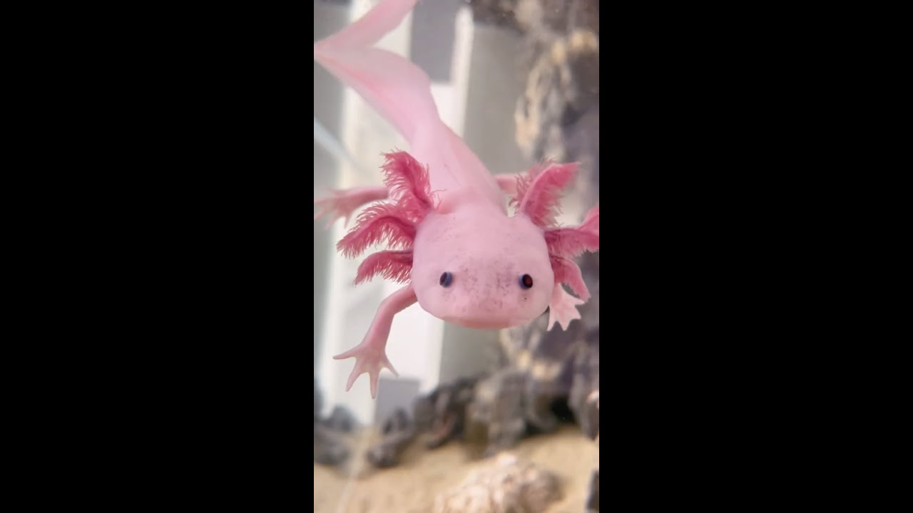 4 cosas que deberías saber del AJOLOTE 💚